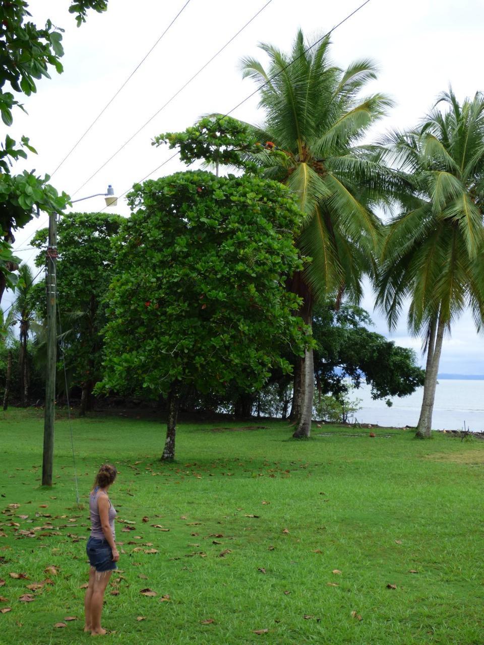 Corcovado Beach Lodge Puerto Jiménez Exteriör bild